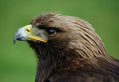 BUITEN BEELD Foto: 50623