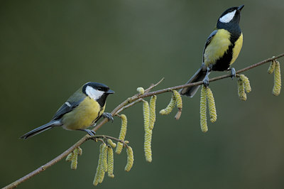 BUITEN BEELD Foto: 50634