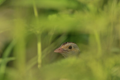 BUITEN BEELD Foto: 50651