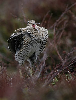 BUITEN BEELD Foto: 50661