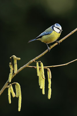 BUITEN BEELD Foto: 50671