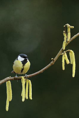 BUITEN BEELD Foto: 50675