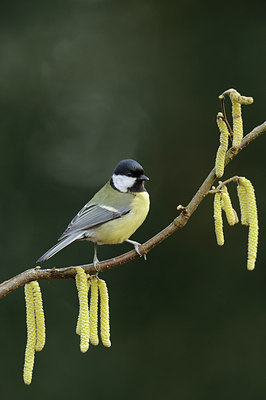 BUITEN BEELD Foto: 50677