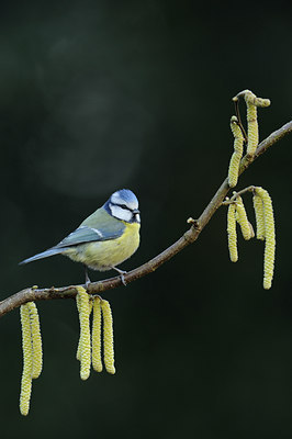 BUITEN BEELD Foto: 50679