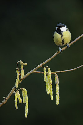 BUITEN BEELD Foto: 50682
