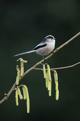 BUITEN BEELD Foto: 50684
