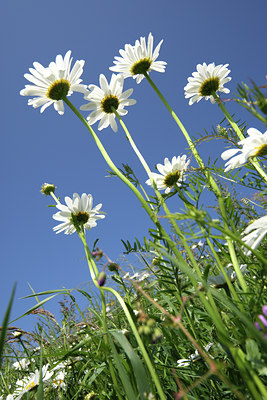 BUITEN BEELD Foto: 50687