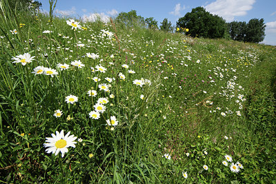 BUITEN BEELD Foto: 50694