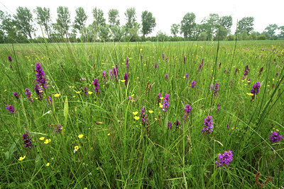 BUITEN BEELD Foto: 50697