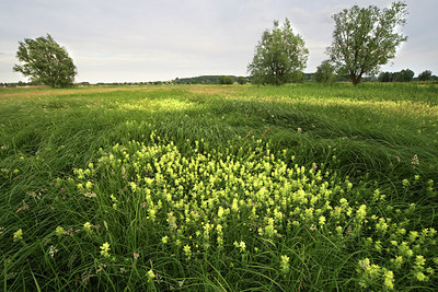 BUITEN BEELD Foto: 50700