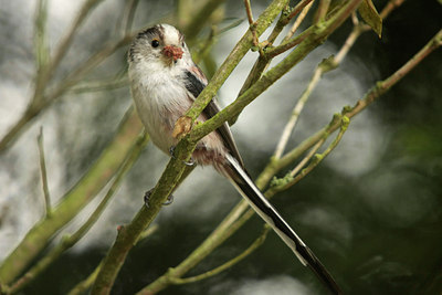 BUITEN BEELD Foto: 50729