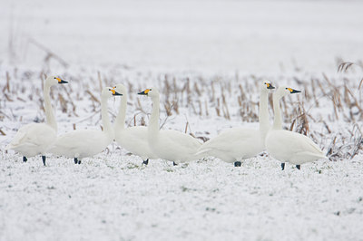 BUITEN BEELD Foto: 50756