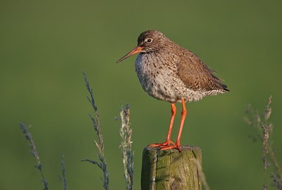 BUITEN BEELD Foto: 50781