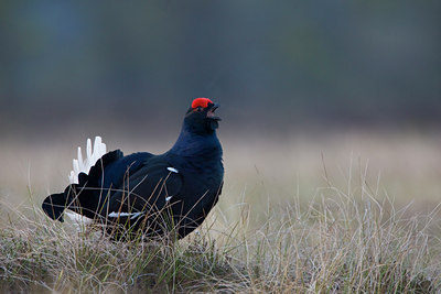 BUITEN BEELD Foto: 50790