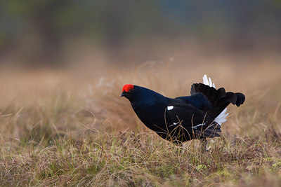 BUITEN BEELD Foto: 50793