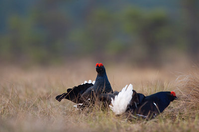 BUITEN BEELD Foto: 50794
