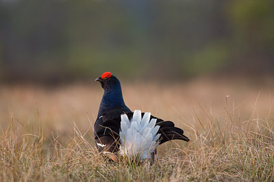 BUITEN BEELD Foto: 50795