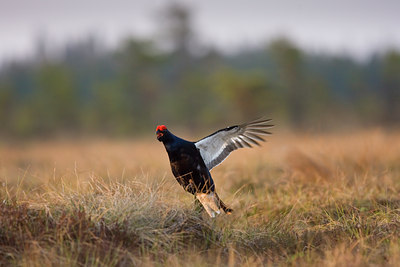 BUITEN BEELD Foto: 50796