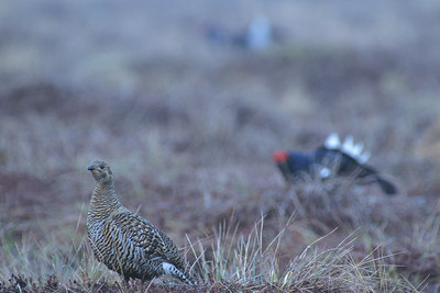 BUITEN BEELD Foto: 50800
