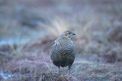 BUITEN BEELD Foto: 50801