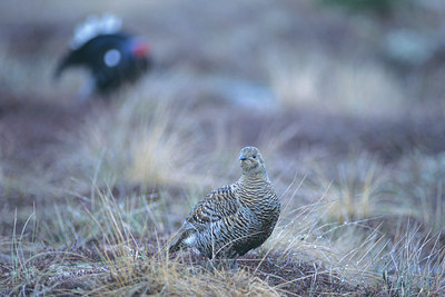BUITEN BEELD Foto: 50802