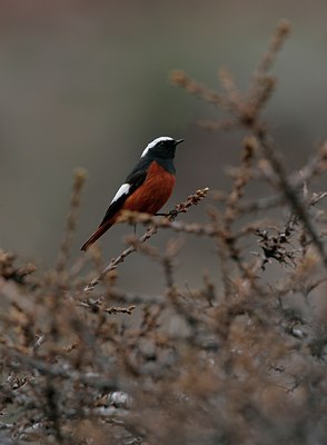 BUITEN BEELD Foto: 50825