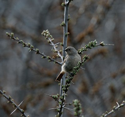 BUITEN BEELD Foto: 50826