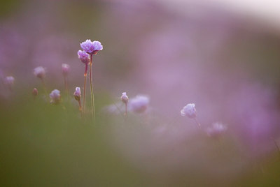 BUITEN BEELD Foto: 50839