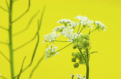 BUITEN BEELD Foto: 50843