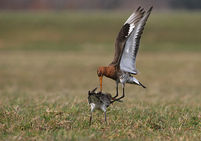 BUITEN BEELD Foto: 50859