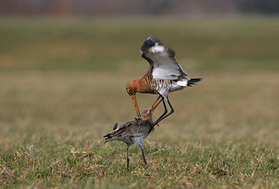 BUITEN BEELD Foto: 50860