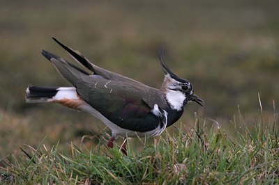 BUITEN BEELD Foto: 50862