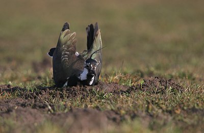 BUITEN BEELD Foto: 50863