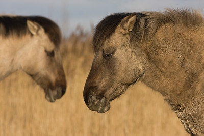 BUITEN BEELD Foto: 50875