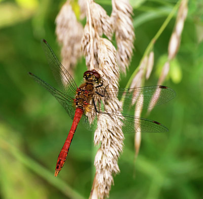 BUITEN BEELD Foto: 50891