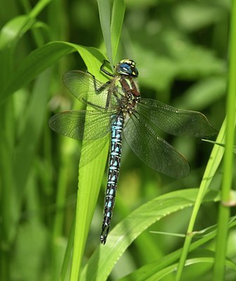 BUITEN BEELD Foto: 50903