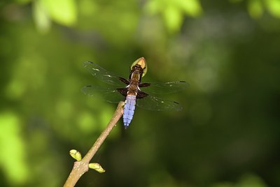 BUITEN BEELD Foto: 50906