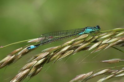 BUITEN BEELD Foto: 50907