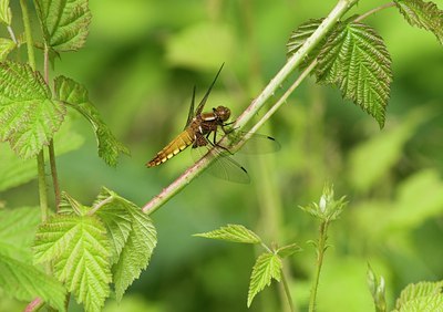 BUITEN BEELD Foto: 50921