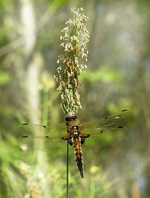 BUITEN BEELD Foto: 50925