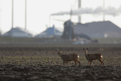 BUITEN BEELD Foto: 50929