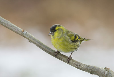 BUITEN BEELD Foto: 50931