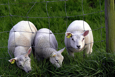BUITEN BEELD Foto: 50932