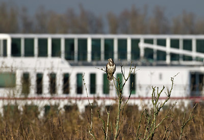BUITEN BEELD Foto: 50957
