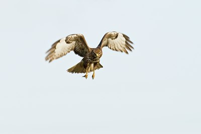 BUITEN BEELD Foto: 50962