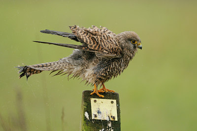 BUITEN BEELD Foto: 50966