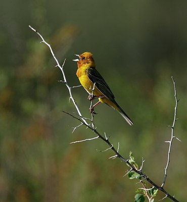 BUITEN BEELD Foto: 50976