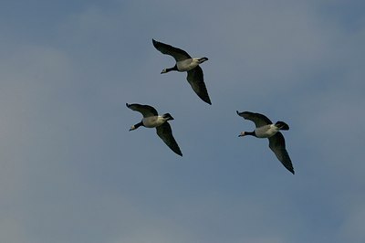 BUITEN BEELD Foto: 51018