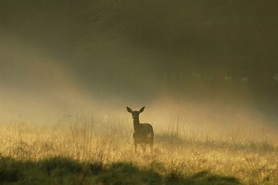 BUITEN BEELD Foto: 51035