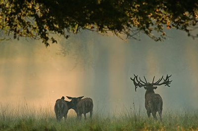 BUITEN BEELD Foto: 51037